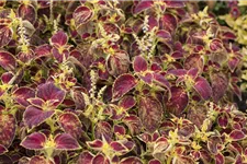 Buntnessel, Coleus 'Dipt in Wine' 12 cm