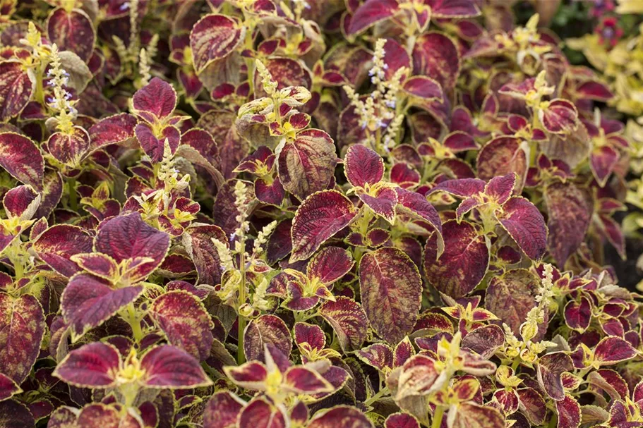 Buntnessel, Coleus 'Dipt in Wine' 12 cm