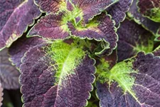 Buntnessel, Coleus 'Dipt in Wine' 12 cm