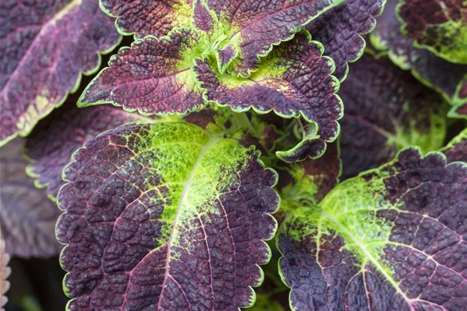 Buntnessel, Coleus 'Dipt in Wine' 12 cm