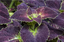 Buntnessel, Coleus 'Dipt in Wine' 12 cm