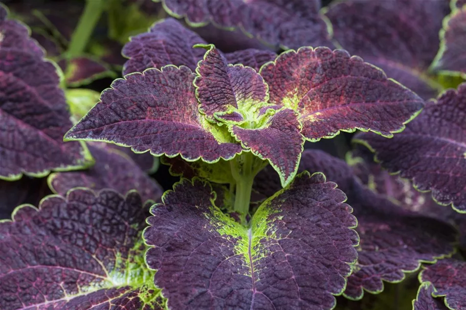 Buntnessel, Coleus 'Dipt in Wine' 12 cm