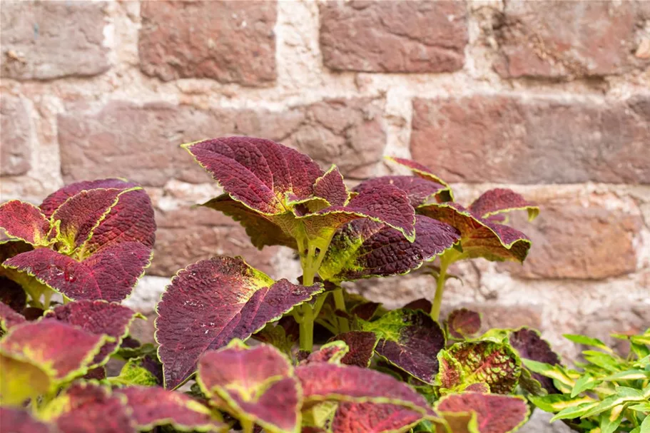 Buntnessel, Coleus 'Dipt in Wine' 12 cm