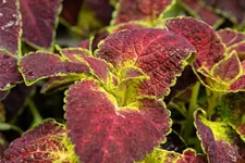 Buntnessel, Coleus 'Dipt in Wine' 12 cm