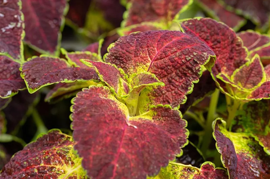 Buntnessel, Coleus 'Dipt in Wine' 12 cm