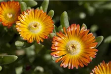 Mittagsblume 'Wheels of Wonder'® Orange Wonder 12 cm