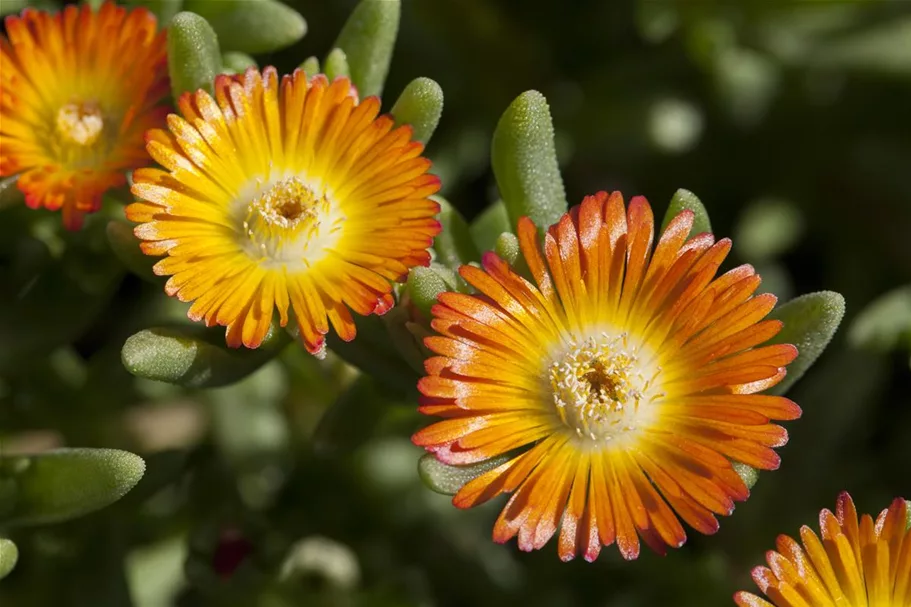 Mittagsblume 'Wheels of Wonder'® Orange Wonder 12 cm