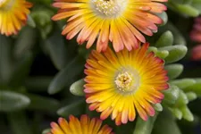 Mittagsblume 'Wheels of Wonder'® Orange Wonder 12 cm