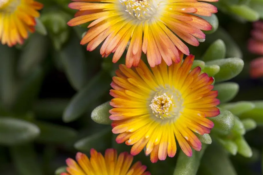 Mittagsblume 'Wheels of Wonder'® Orange Wonder 12 cm