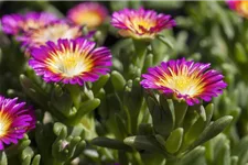 Mittagsblume Wheels of Wonder® 'Purple Wonder' 12 cm