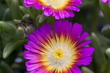 Mittagsblume Wheels of Wonder® 'Purple Wonder' 12 cm