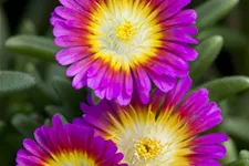 Mittagsblume Wheels of Wonder® 'Purple Wonder' 12 cm