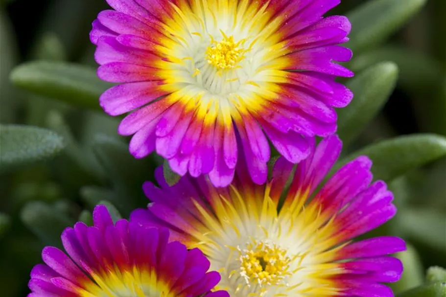 Mittagsblume Wheels of Wonder® 'Purple Wonder' 12 cm