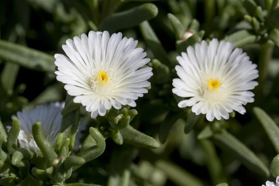 Mittagsblume Wheels of Wonder® 'White Wonder' 12 cm