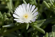 Mittagsblume Wheels of Wonder® 'White Wonder' 12 cm