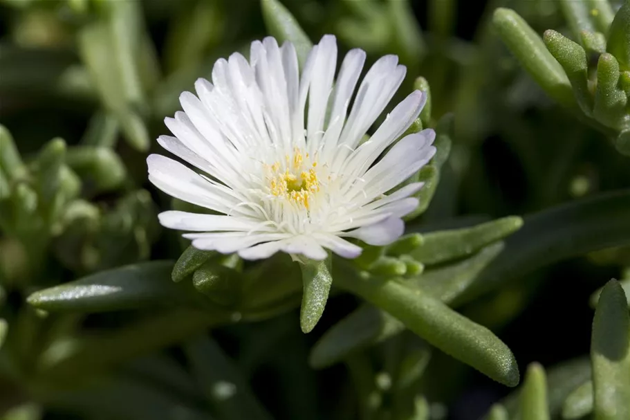 Mittagsblume Wheels of Wonder® 'White Wonder' 12 cm