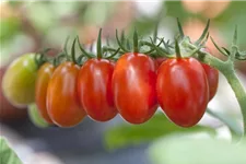 Pflaumen-Cherry-Tomate 'Dasher' - 'Mirado Red' 11 cm