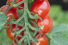 Pflaumen-Cherry-Tomate 'Dasher' - 'Mirado Red' 11 cm