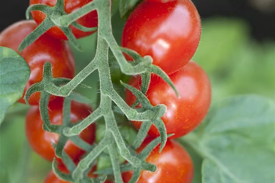 Pflaumen-Cherry-Tomate 'Dasher' - 'Mirado Red' 11 cm