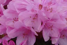 Rhododendron ponticum 'Graziella' Topf 7,5 Liter 40- 50