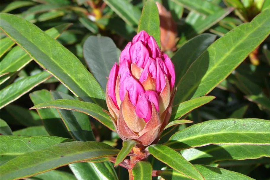 Rhododendron ponticum 'Graziella' Topf 7,5 Liter 40- 50