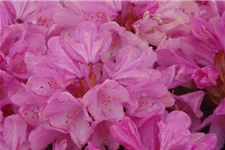 Rhododendron ponticum 'Graziella' Topf 7,5 Liter 40- 50