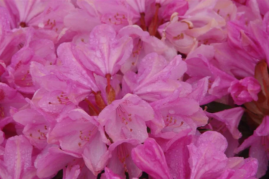 Rhododendron ponticum 'Graziella' Topf 7,5 Liter 40- 50