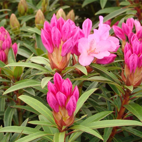 Rhododendron ponticum 'Graziella'