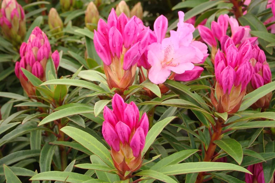 Rhododendron ponticum 'Graziella' Topf 7,5 Liter 40- 50