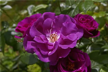 Rosenpflanzen Rosenpflanzen