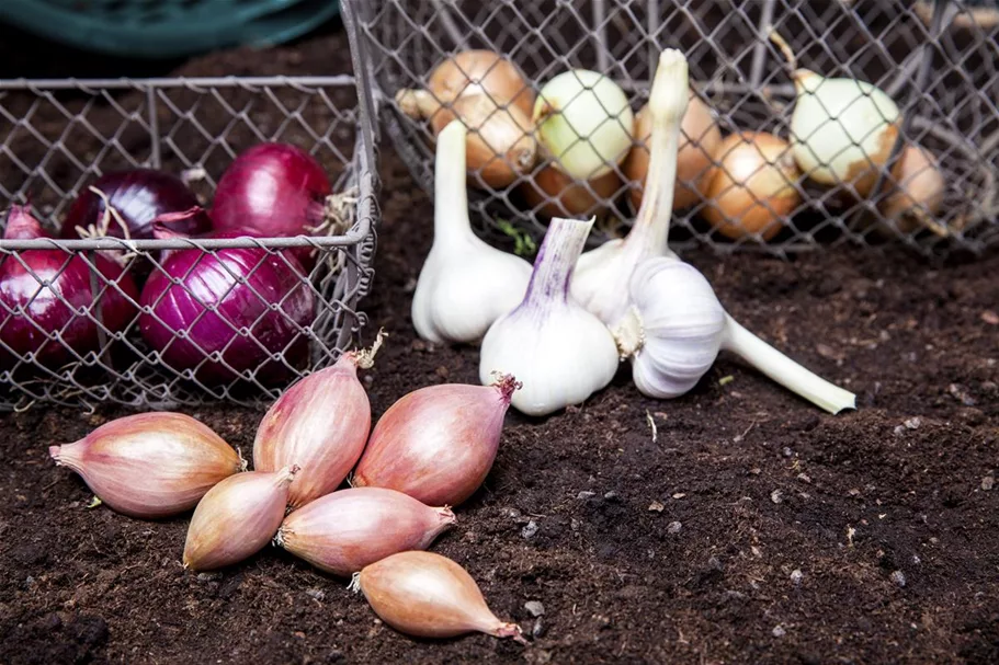 Echter Knoblauch 3 Stück, Größe 12/15