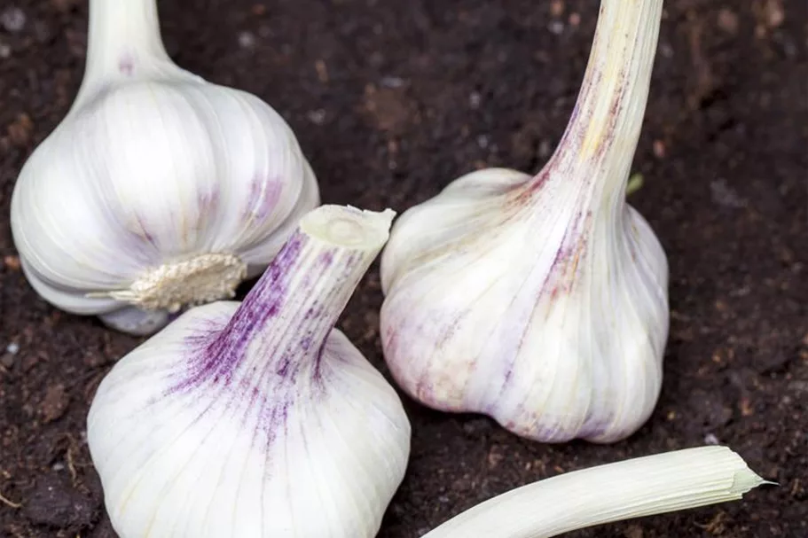 Echter Knoblauch 3 Stück, Größe 12/15