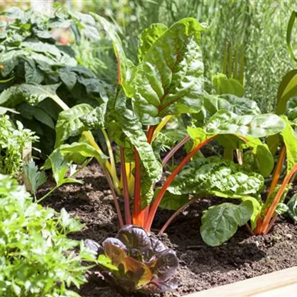 So wird aus dem Gemüsegarten ein Paradies