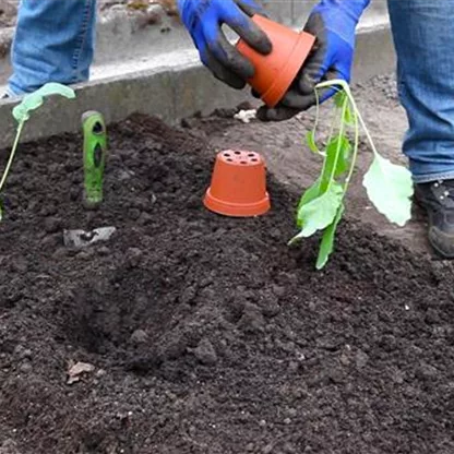 Kohlrabi - Einpflanzen im Gemüsebeet