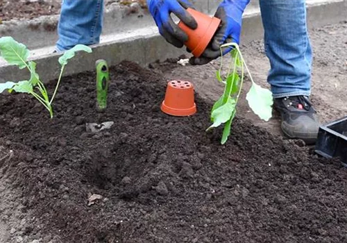 Kohlrabi - Einpflanzen im Gemüsebeet