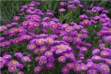 Feinstrahl-Aster 'Foersters Liebling' 9 x 9 cm Topf 0,5 Liter