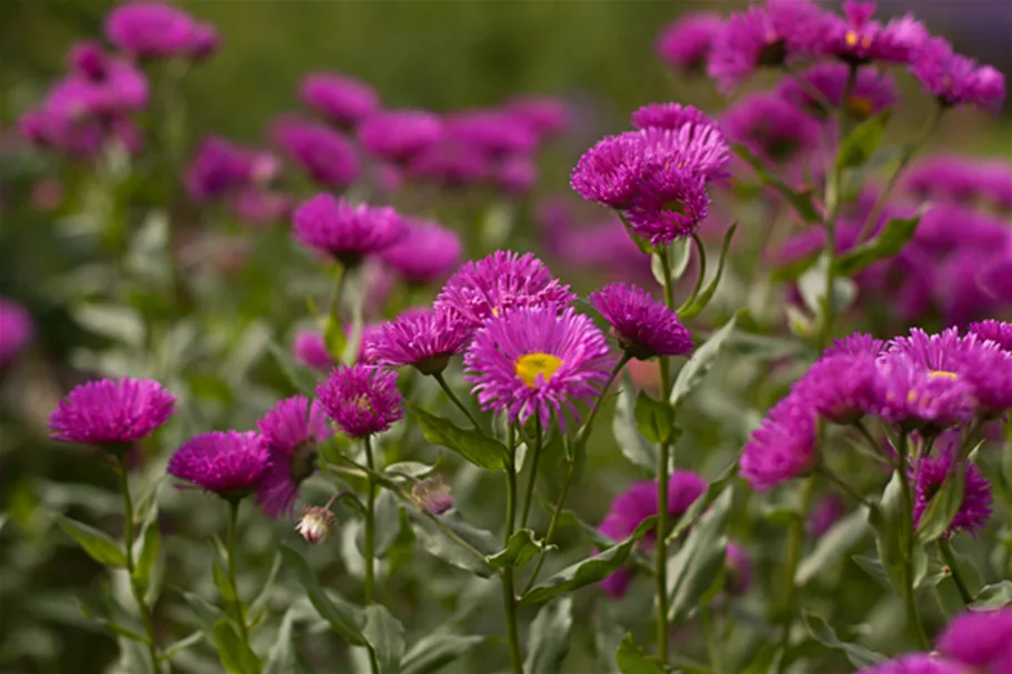 Feinstrahl-Aster 'Rotes Meer' 9 x 9 cm Topf 0,5 Liter