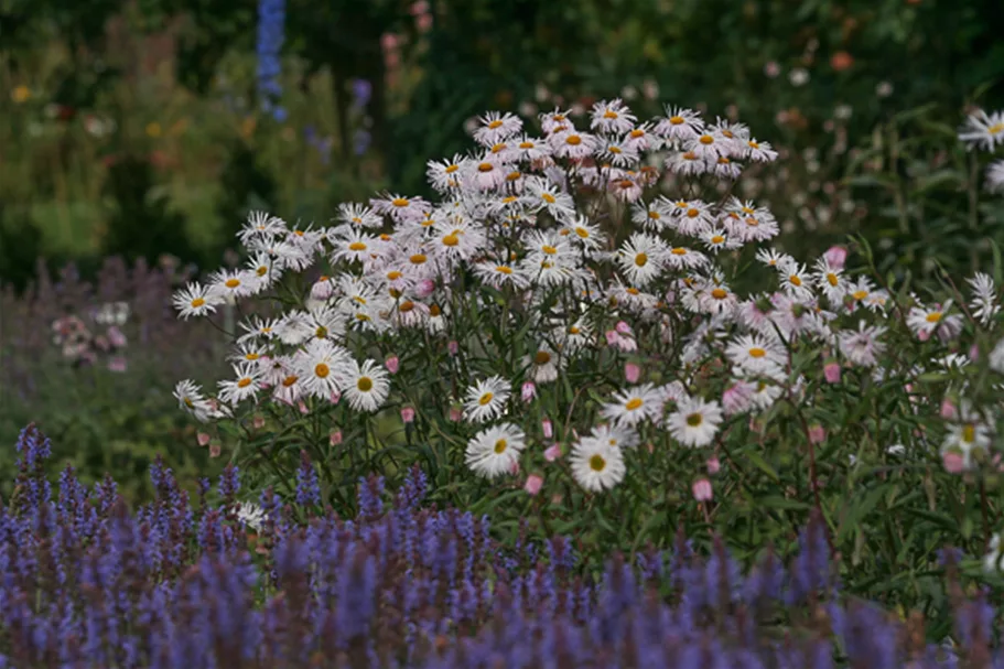 Feinstrahl-Aster 'Sommerneuschnee' 9 x 9 cm Topf 0,5 Liter