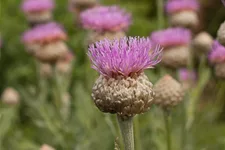 Flockenblume 'Pulchra Major' 1,3 Liter Topf