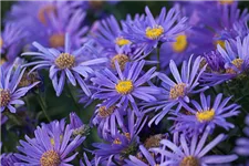 Frikarts Aster 'Jungfrau' 9 x 9 cm Topf 0,5 Liter