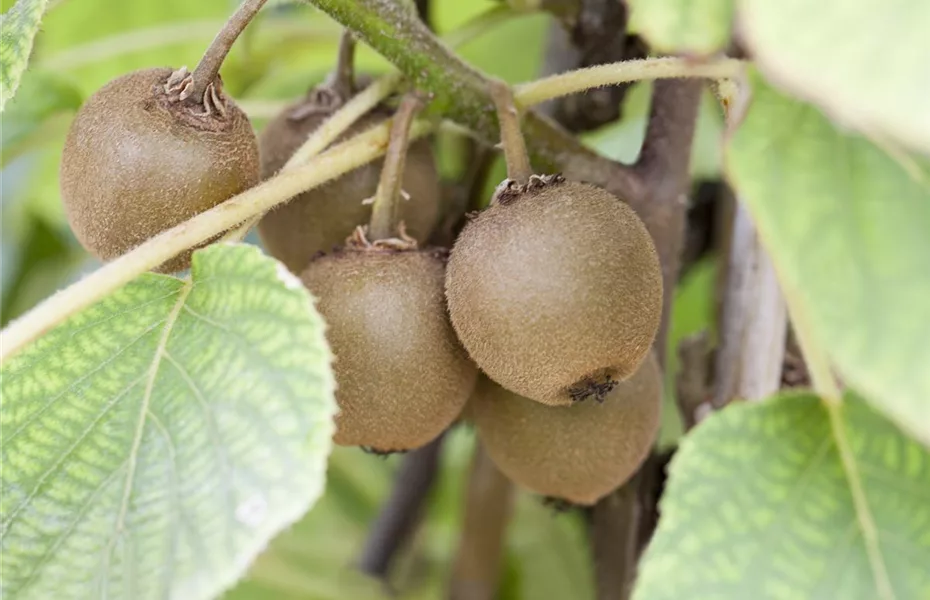 Kiwibeeren: Aromatisch kleine Früchtchen