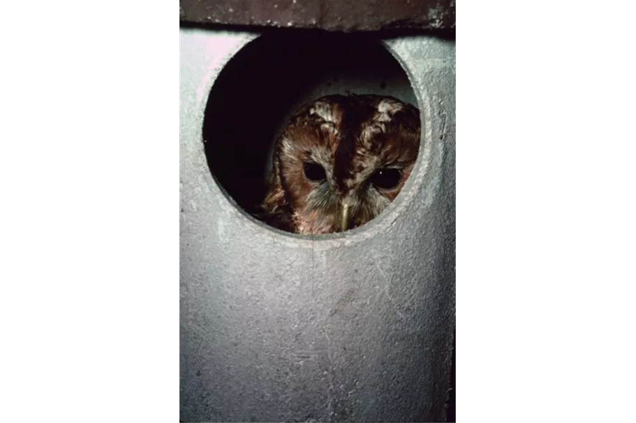 Eulenhöhle 1 Stück