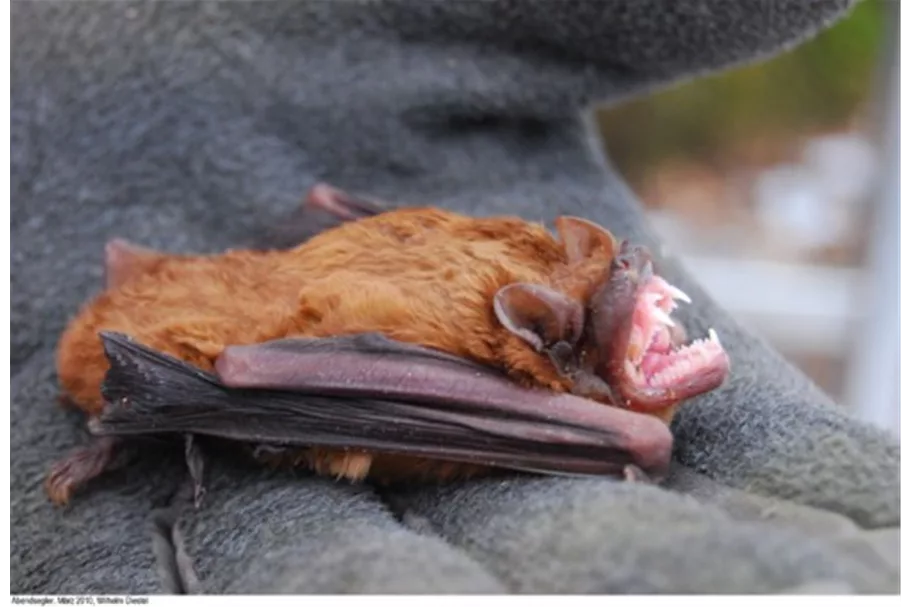 Fledermaus-Großraum-und Überwinterungshöhle 1 Stück