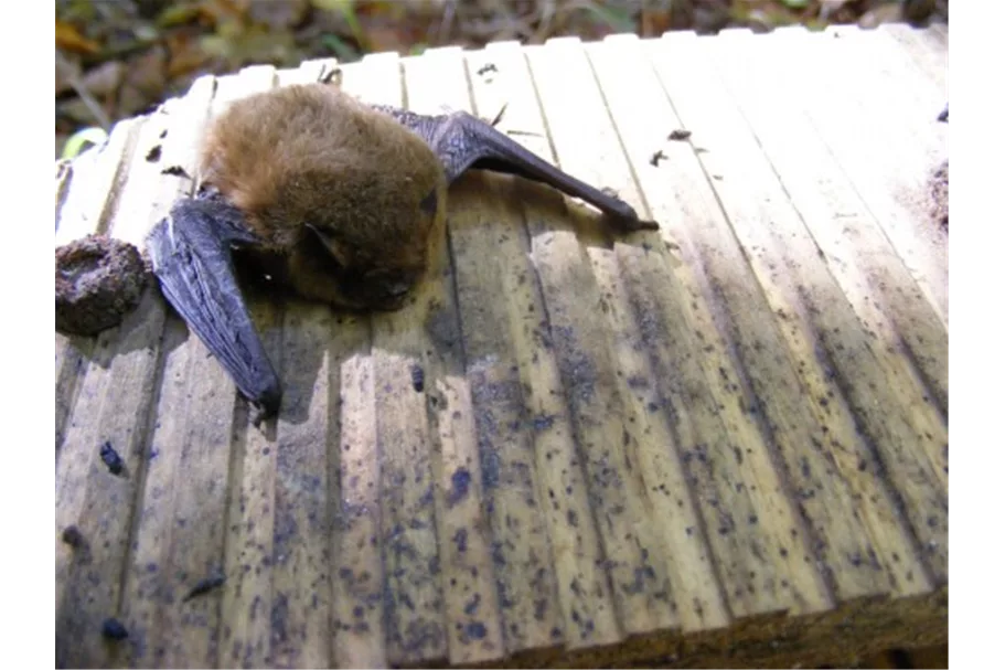 Fledermaus-Großraumhöhle 1 Stück