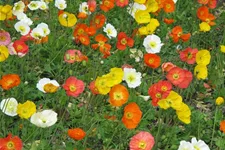 Island-Mohn-Samen Portion