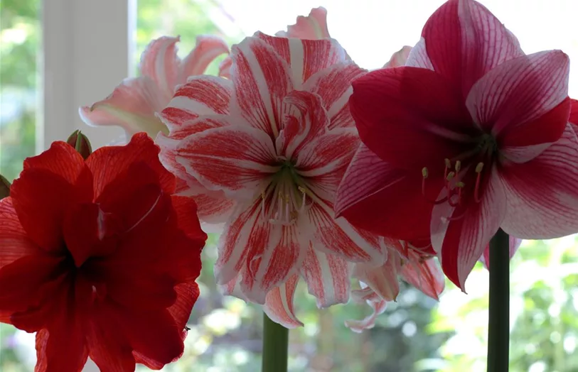 Amaryllis das große Sortiment bei olerum.de