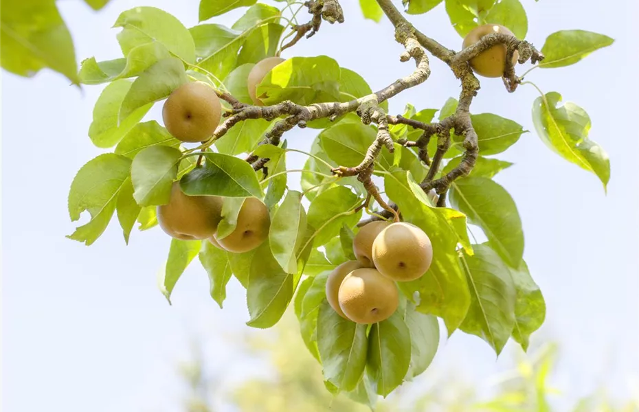 Der Obstgarten – viele Leckereien für große und kleine Naschkatzen