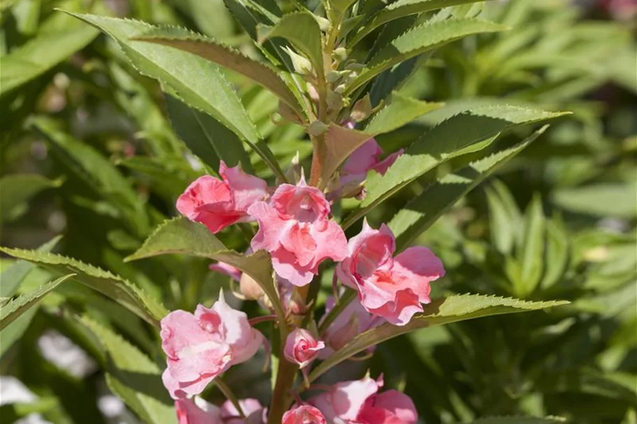 Garten-Balsamine-Samen Portion