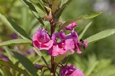 Garten-Balsamine-Samen Portion