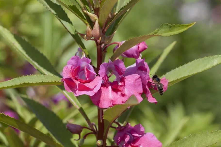 Garten-Balsamine-Samen Portion